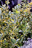 EUONYMUS GOLDEN QUINTEN