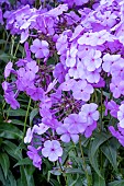 PHLOX PANICULATA FASHIONABLY EARLY PRINCESS