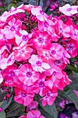 PHLOX PANICULATA GARDEN GIRLS GLAMOUR GIRL