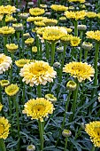 LEUCANTHEMUM REAL GOLD CUP