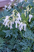 DICENTRA X HYBRIDA AMORE