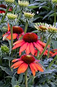 ECHINACEA PURPUREA LAKOTA