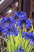 AGAPANTHUS STARRY NIGHT