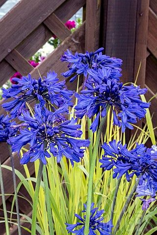 AGAPANTHUS_STARRY_NIGHT