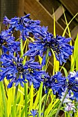 AGAPANTHUS STARRY NIGHT