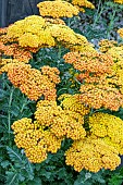 ACHILLEA SASSY SUMMER SUNSET
