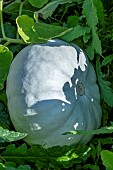 WINTER SQUASH CROWN IMPERIAL