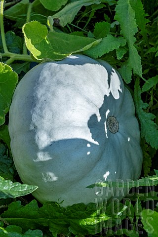 WINTER_SQUASH_CROWN_IMPERIAL