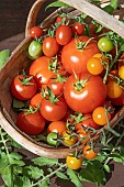 TOMATOES MIXED