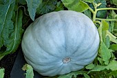 WINTER SQUASH CROWN PRINCE