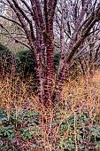 PRUNUS SERRULA