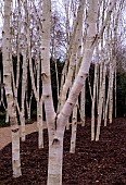 BETULA TREE TRUNKS