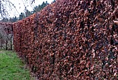 BEECH HEDGE IN WINTER (FAGUS)