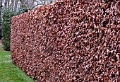 BEECH HEDGE IN WINTER (FAGUS)