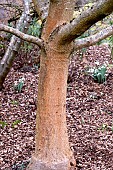 AESCULUS X NEGLECTA ERYTHROBLASTOS