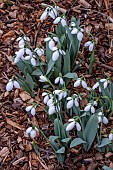 GALANTHUS MARIELLE