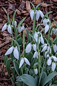 GALANTHUS ELWESII VAR. MONOSTRICTUS GRAYSWOOD
