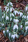 GALANTHUS ELWESII VAR. MONOSTRICTUS GRAYSWOOD