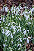 GALANTHUS MAGNET