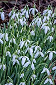 GALANTHUS MAGNET