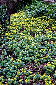 DRIFT OF ACONITES