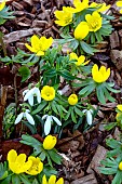 ERANTHIS HYMENALIS WITH GALANTHUS