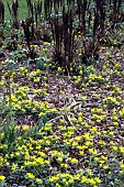 ACONITES NATURALISING