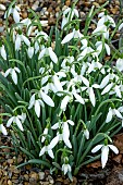 GALANTHUS MOTHER GOOSE