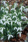 GALANTHUS MOTHER GOOSE