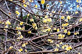 CHIMONANTHUS PREACOX CONCOLOR;