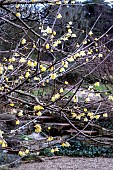 CHIMONANTHUS PREACOX CONCOLOR;