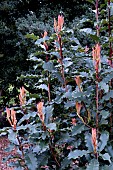 PHOTINIA SERRATIFOLIA CRUNCHY