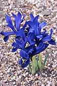IRIS HISTERIOIDES PALM SPRINGS
