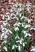 GALANTHUS ATKINSII OF BACKHOUSE