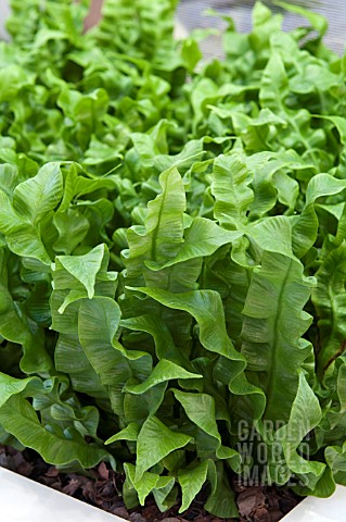 ASPLENIUM_NIDUS_CRISPY_WAVE