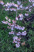 PRUNUS SUBHIRTELLA AUTUMNALIS ROSEA