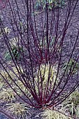 CORNUS ALBA KESSILRINGII