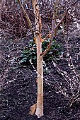 BETULA ERMANII HAKKODA ORANGE