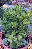 PINUS STROBUS TINY KURLS