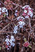 VIBURNUM FARRERI DECEMBER DWARF