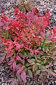 NANDINA DOMESTICA GULF STREAM