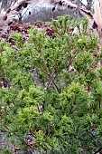 PINUS STOBUS TINY KURLS