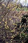 CHIMONANTHUS PREACOX