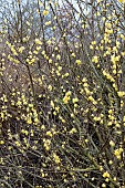 CHIMONANTHUS PREACOX