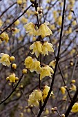 CHIMONANTHUS PREACOX