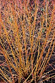CORNUS SANGUINEA BETERAMSII