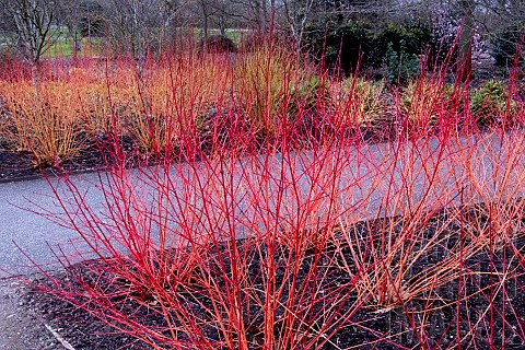 WINTER_COLOUR_WITH_DOGWOODS
