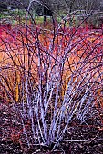 RUBUS COCKBURNIANUS