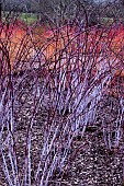 RUBUS COCKBURNIANUS