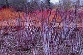 RUBUS COCKBURNIANUS